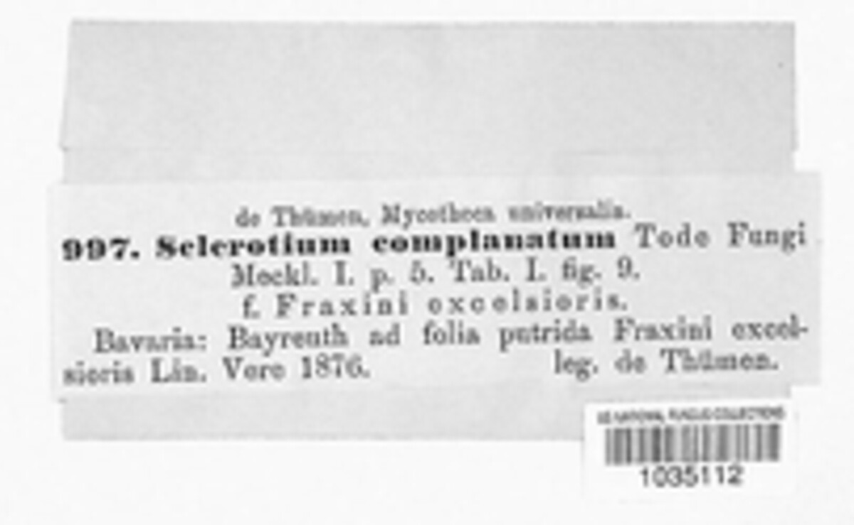 Macrotyphula phacorrhiza image